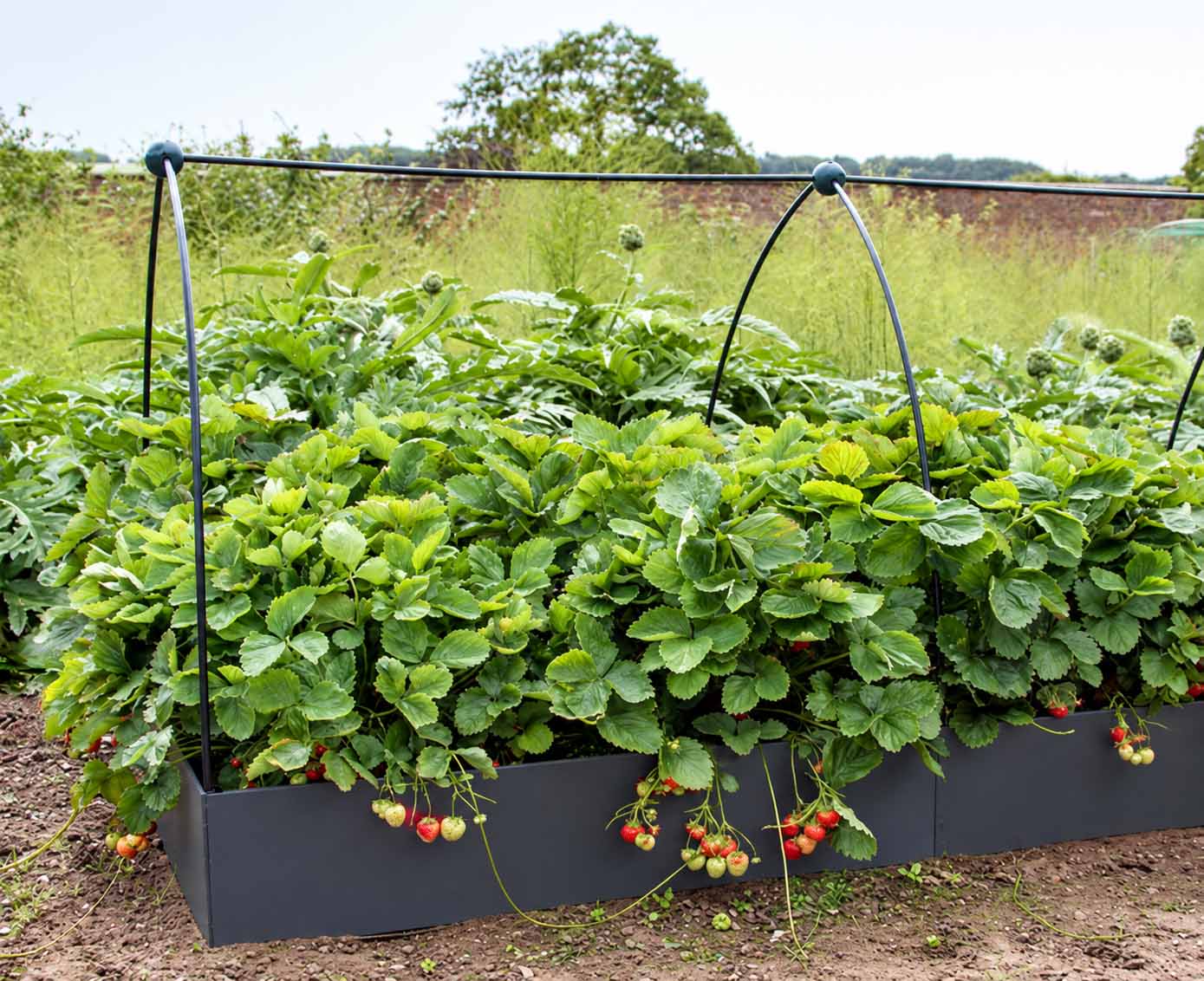 Beet »EasyBed«