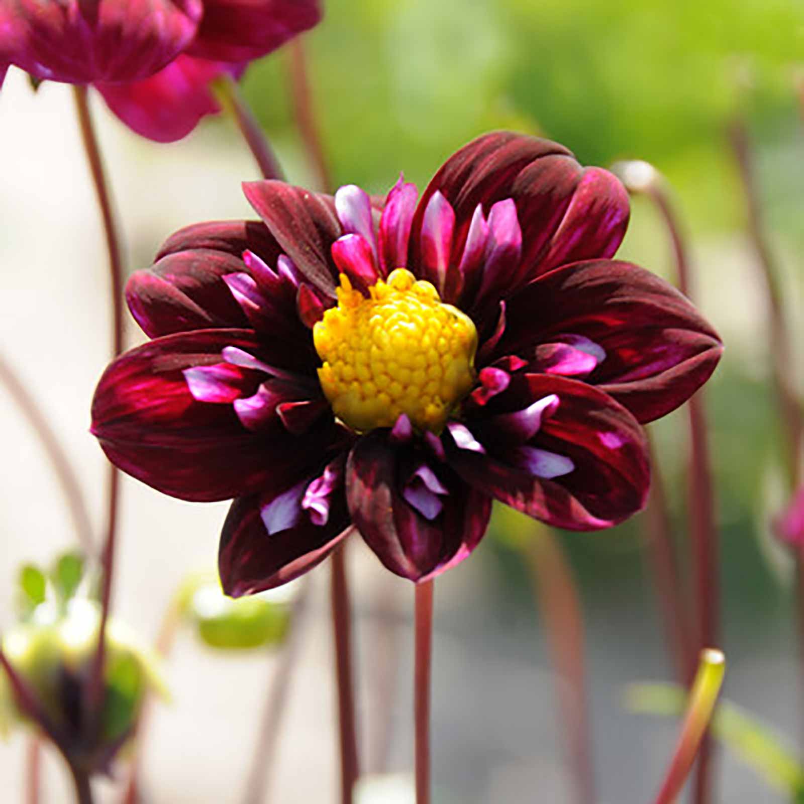 Dahlien Collektion Butterfly Garden Honey