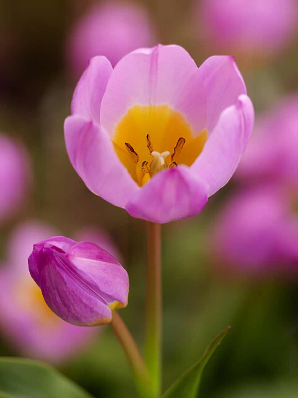 Tulipa bakeri Lilac Wonder