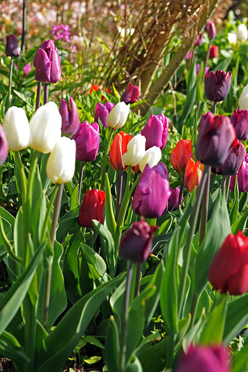 Blumenzwiebel Kollektion Triumph Mix