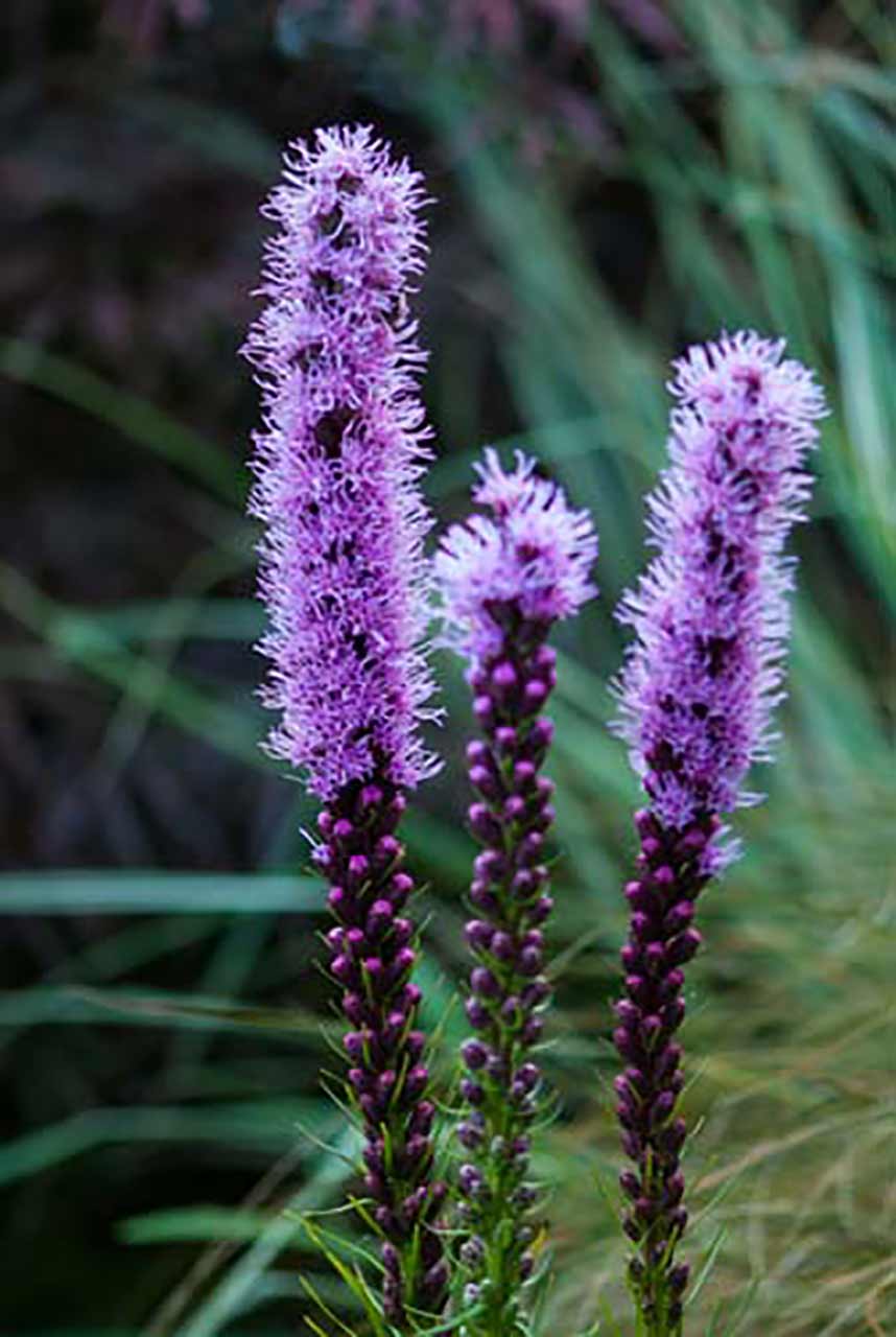 Blumen Kollektion für Schmetterlinge und Insekten