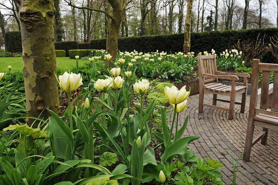 Tulpe Exotic Emperor