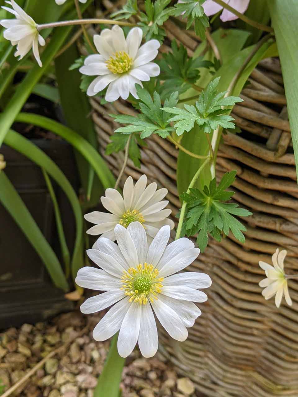 Blumenzwiebel-Kollektion Folklore Tim