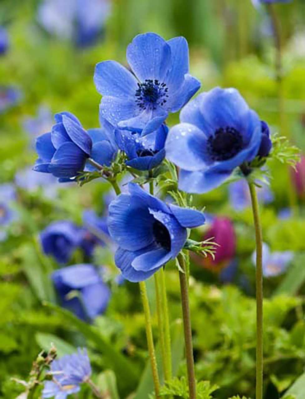 Blumenmischung für Bienen