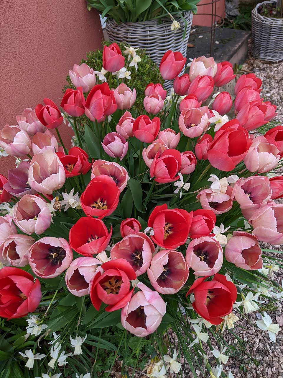 Blumenzwiebel-Kollektion RosaRot