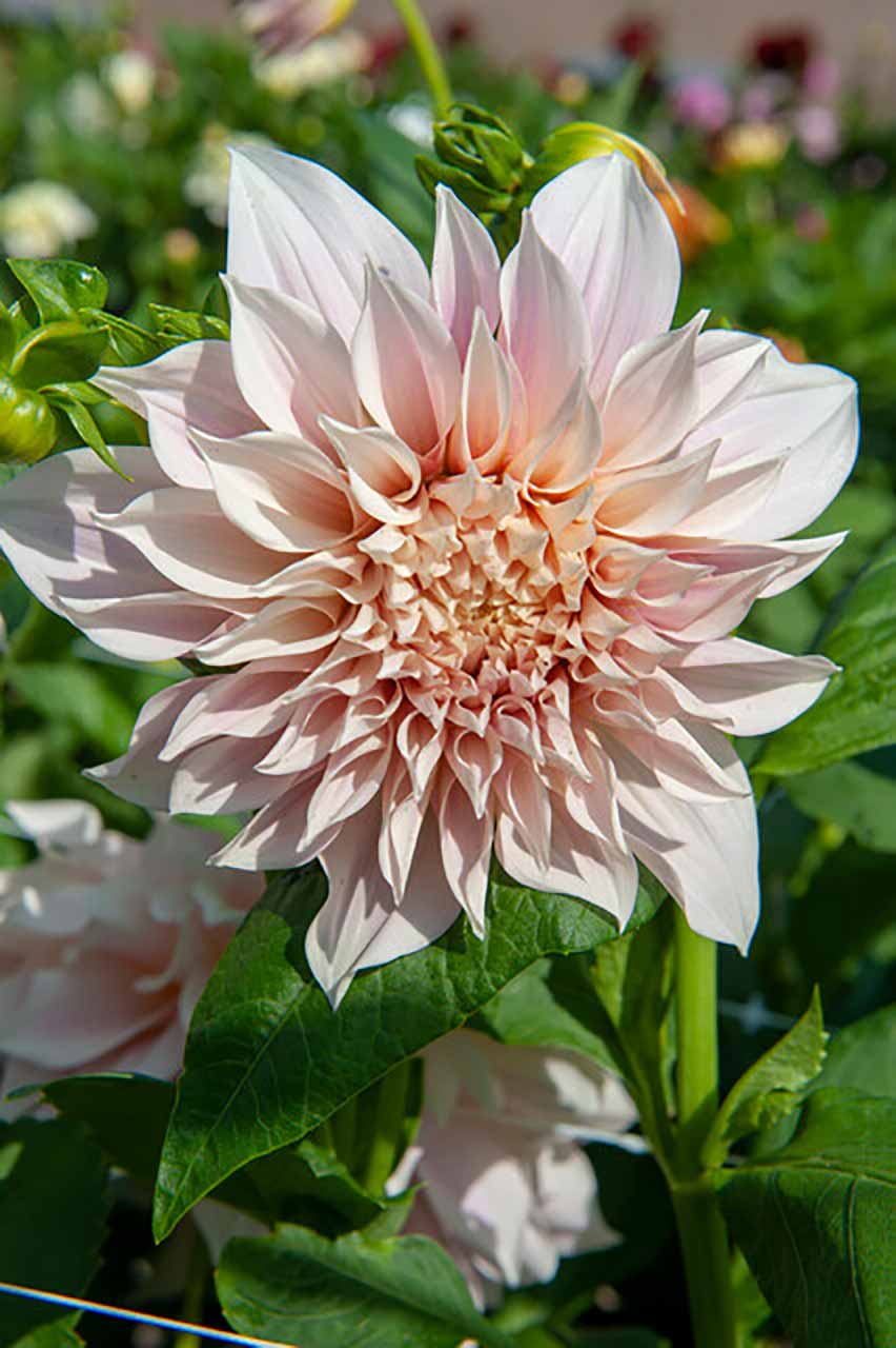 Dahlie Café au Lait