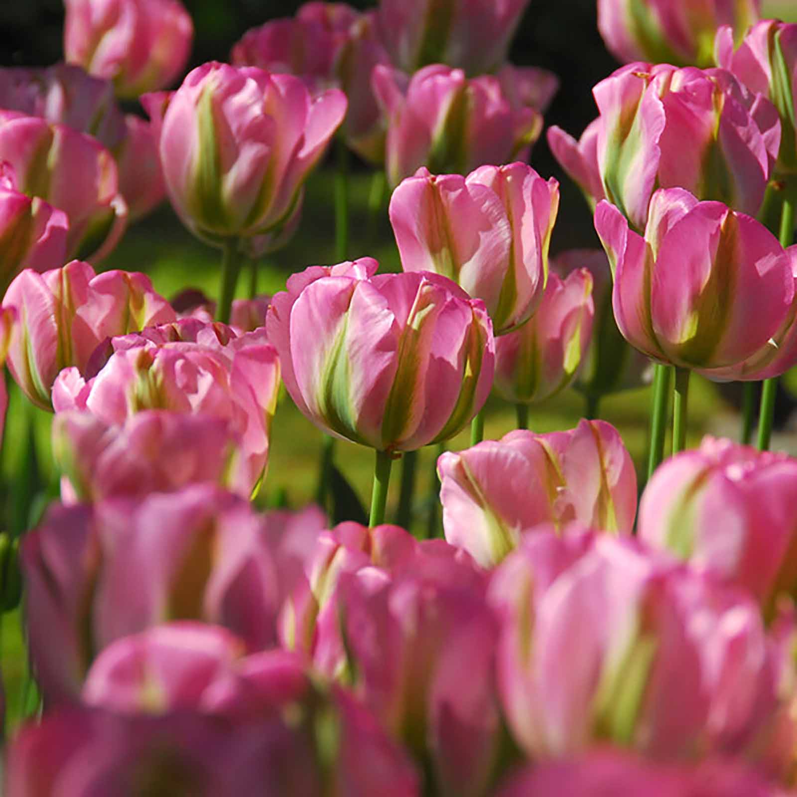 Tulpe »Groenland«