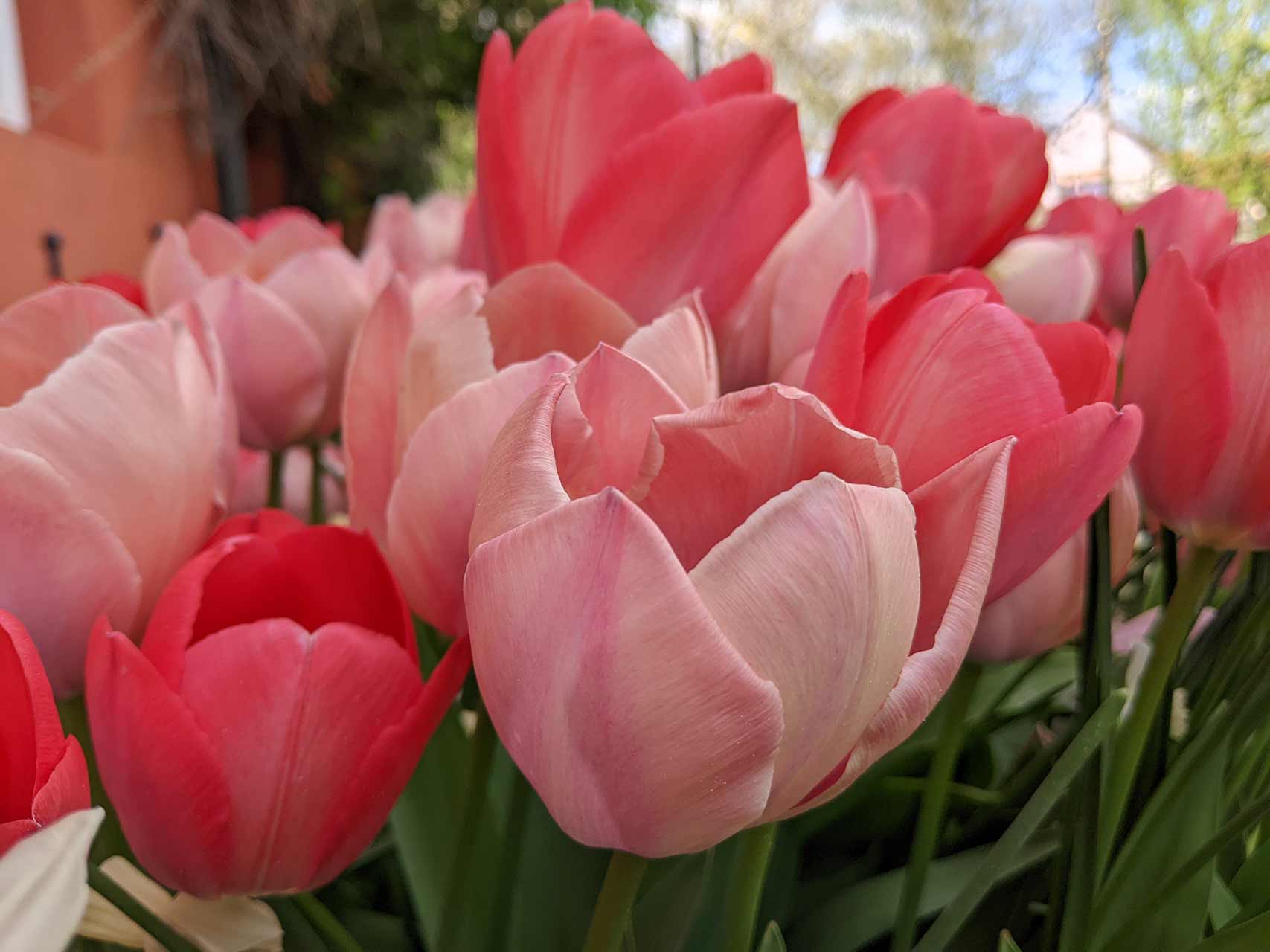 Blumenzwiebel-Kollektion RosaRot