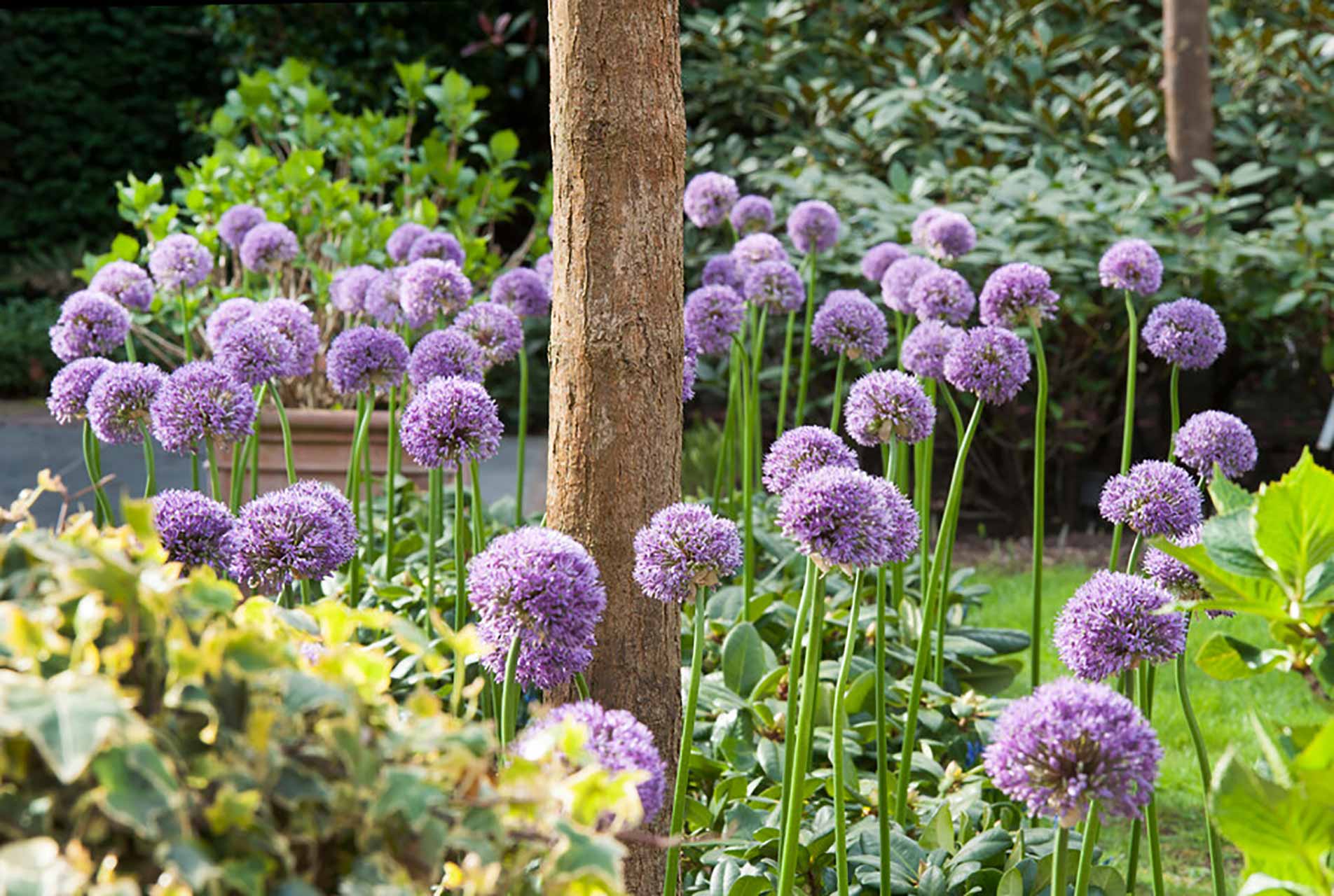Allium Gladiator