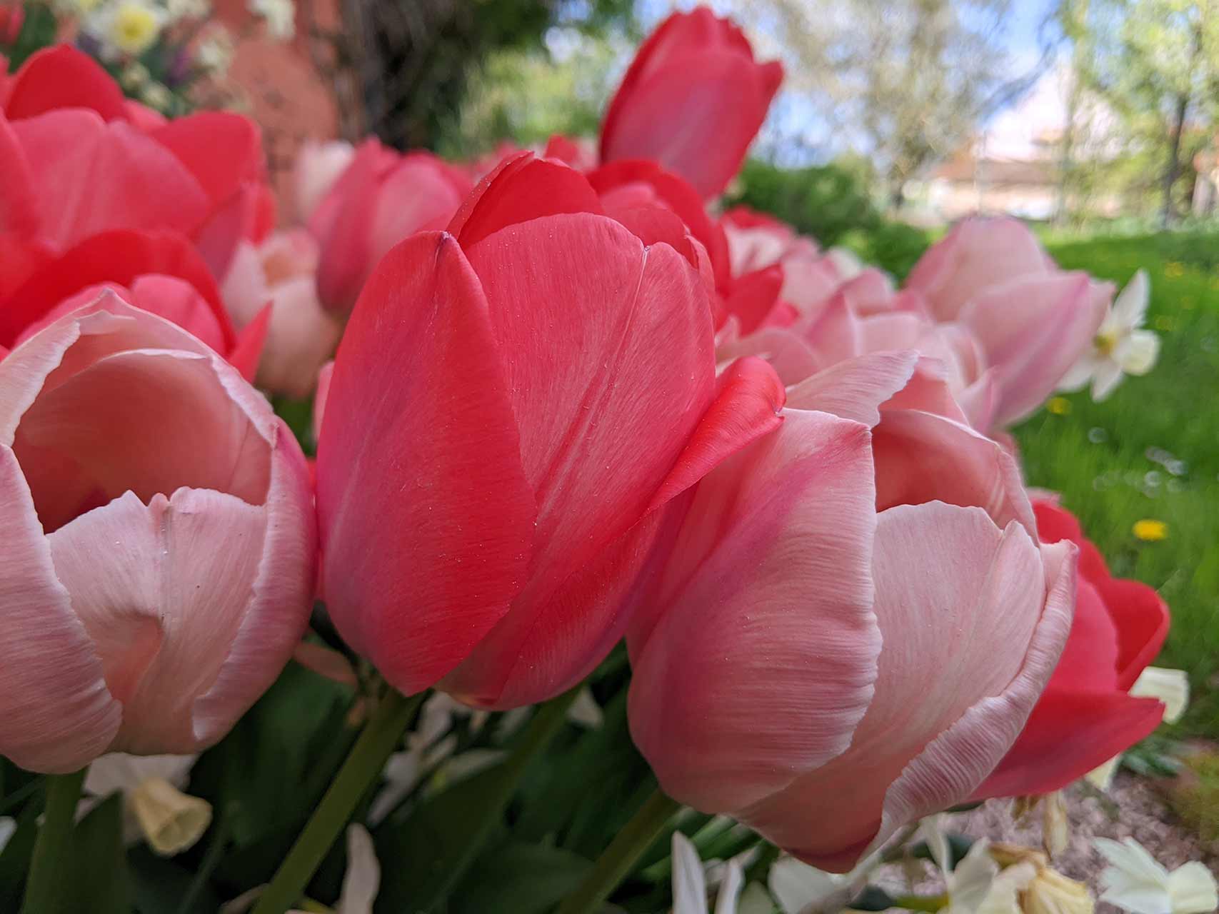 Blumenzwiebel-Kollektion RosaRot