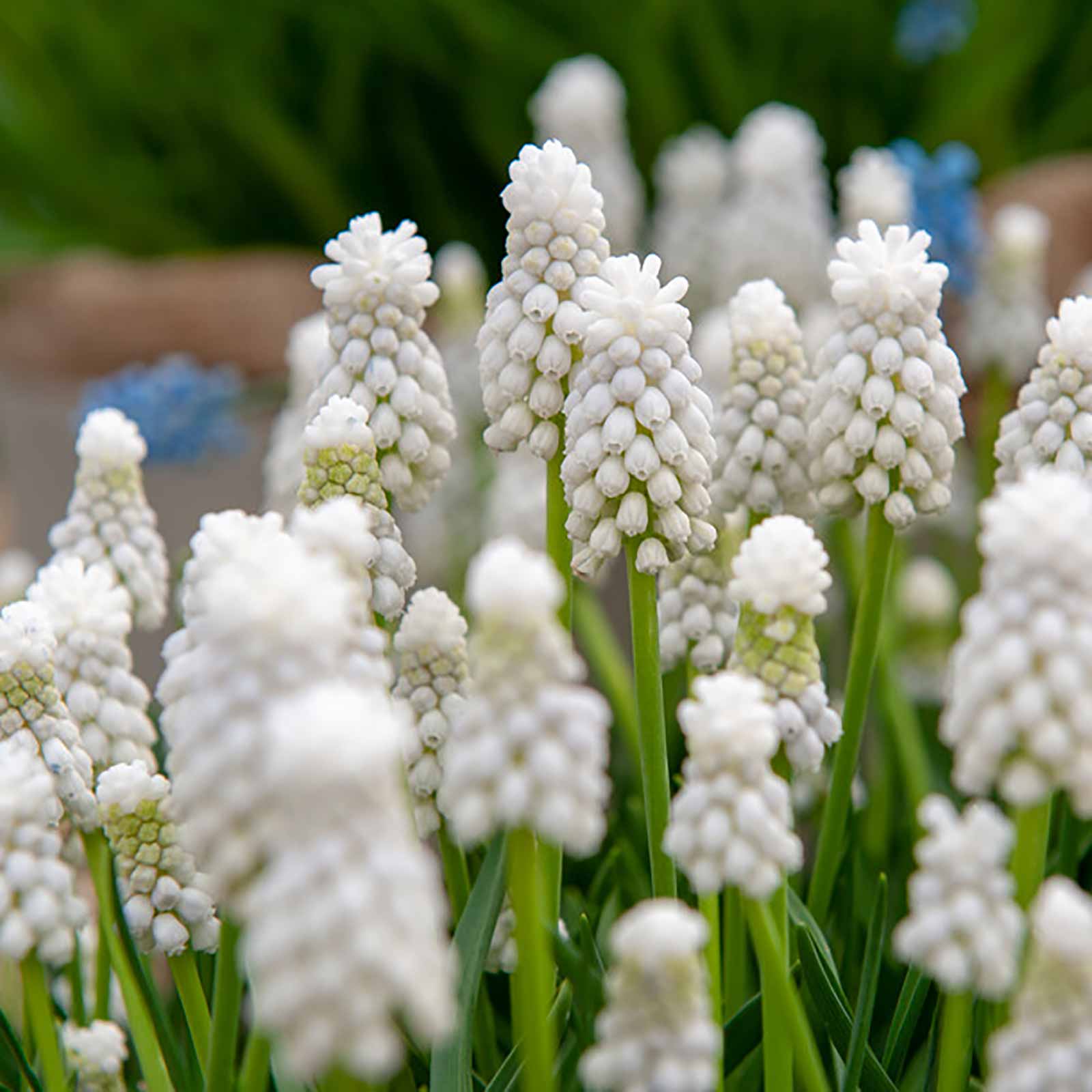 Muscari White Magic