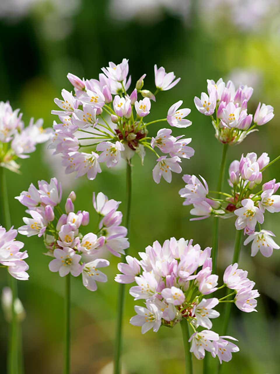 Allium roseum