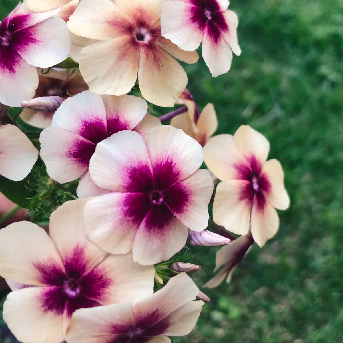 Blumensamen Phlox drummondii »Cherry Caramel« (Sommer-Phlox)