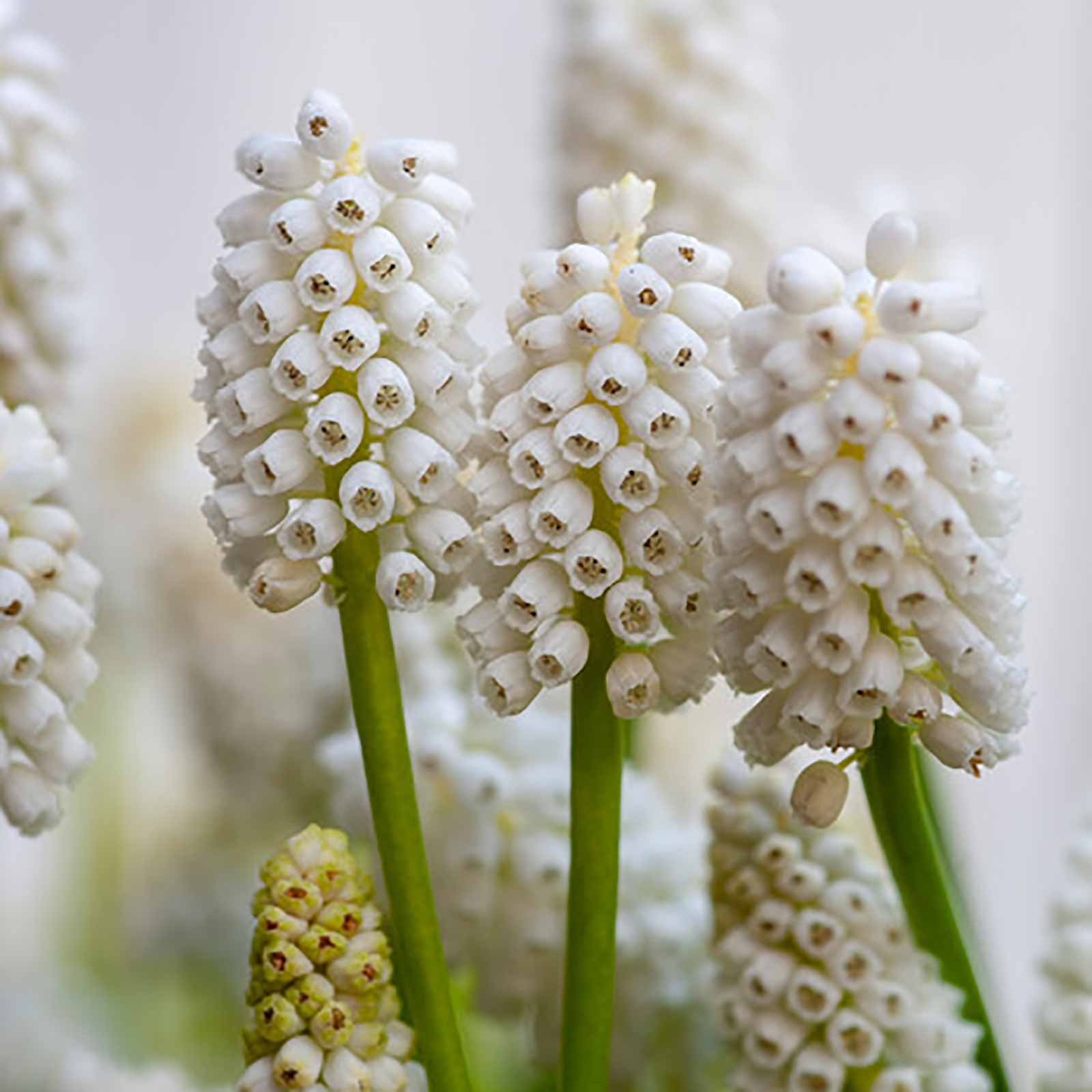 Muscari White Magic
