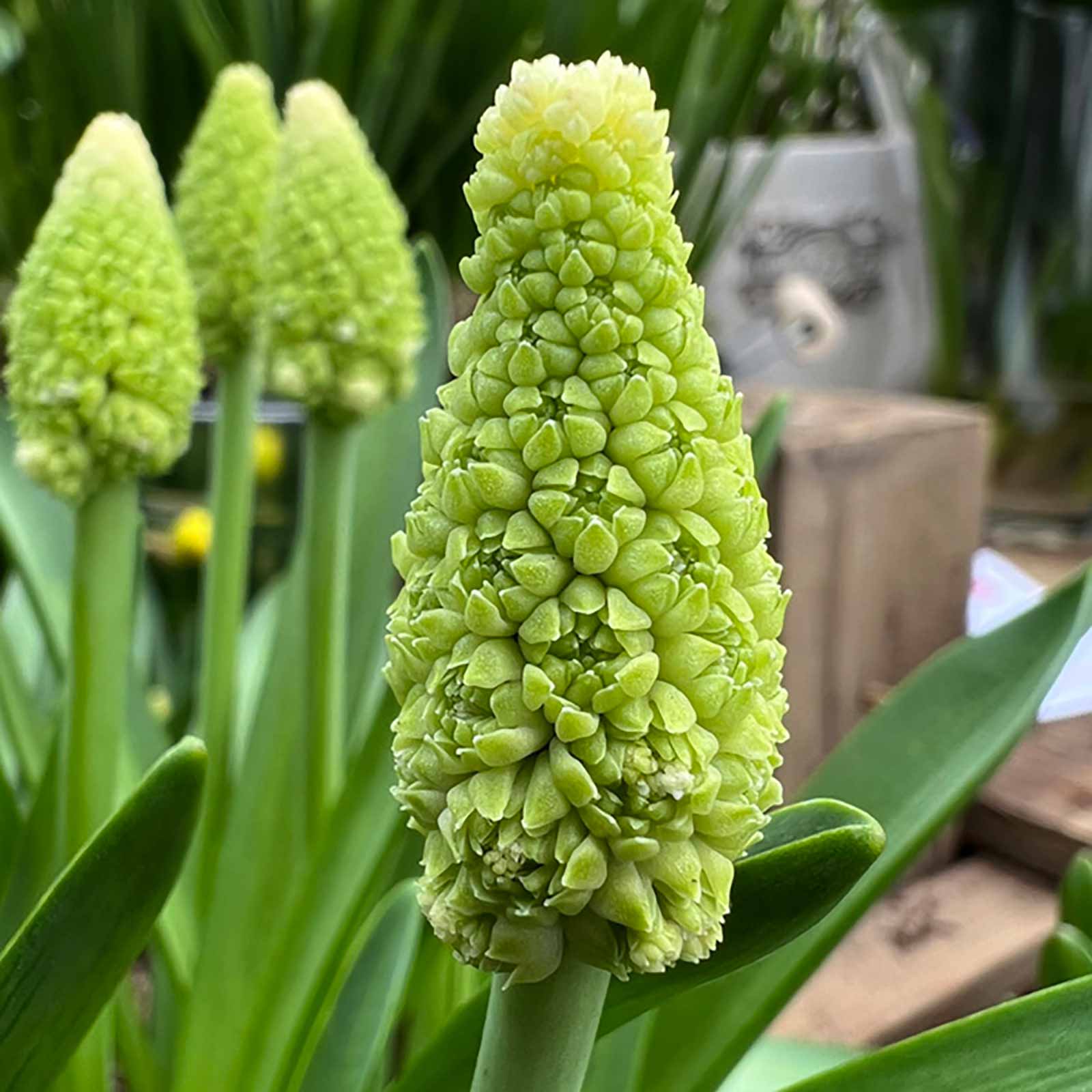 Traubenhyazinthe Lady Madonna