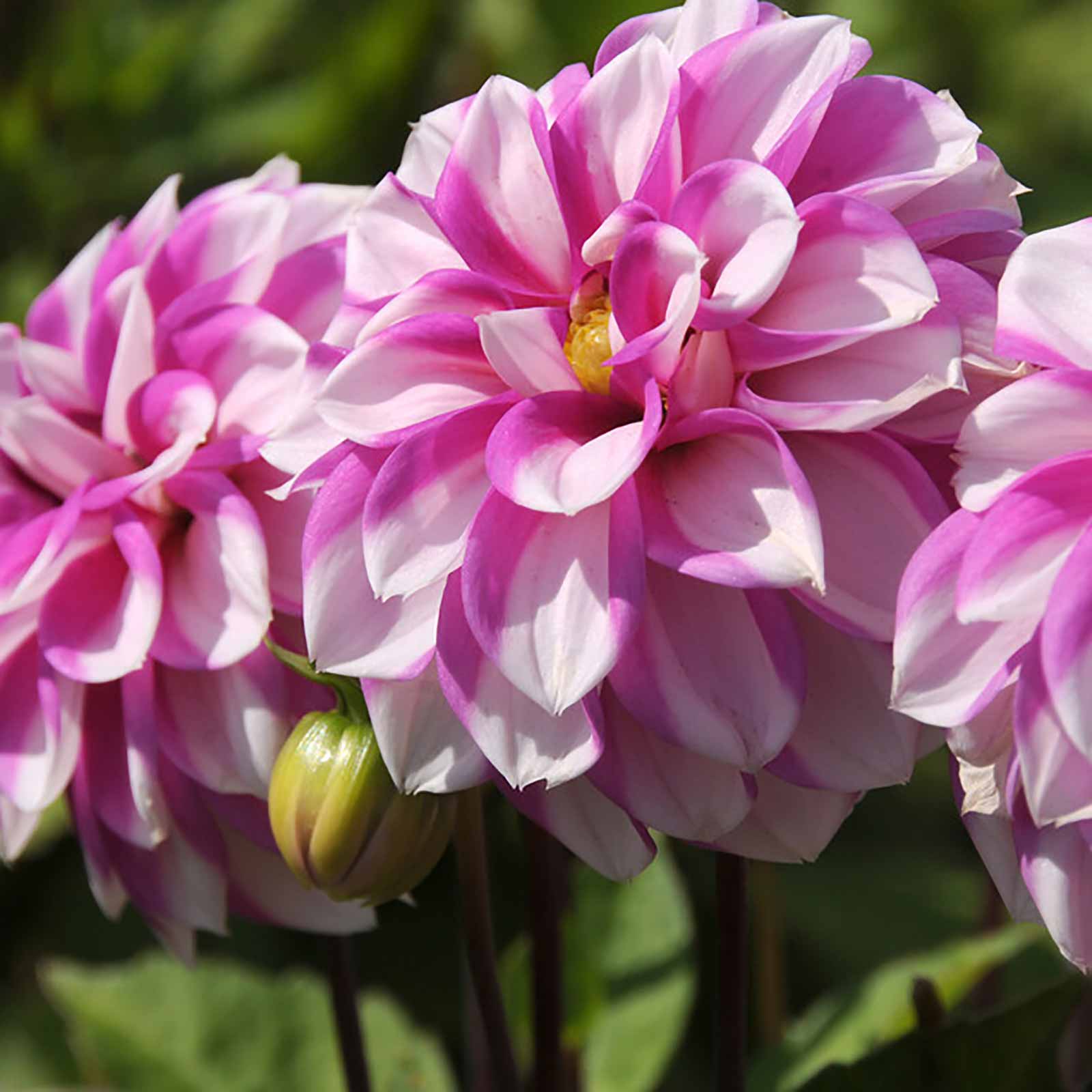 Dahlie Priceless Pink