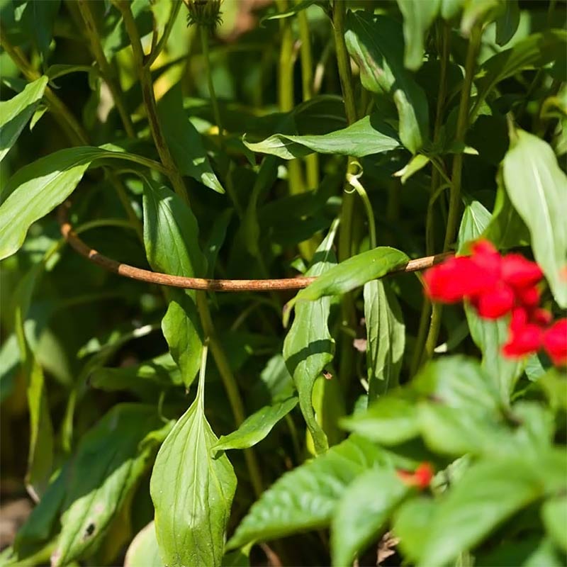 Pflanzenstütze Rost