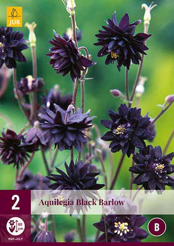 Akelei Aquilegia Black Barlow