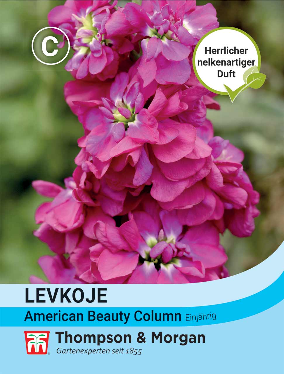 Levkoje American Beauty