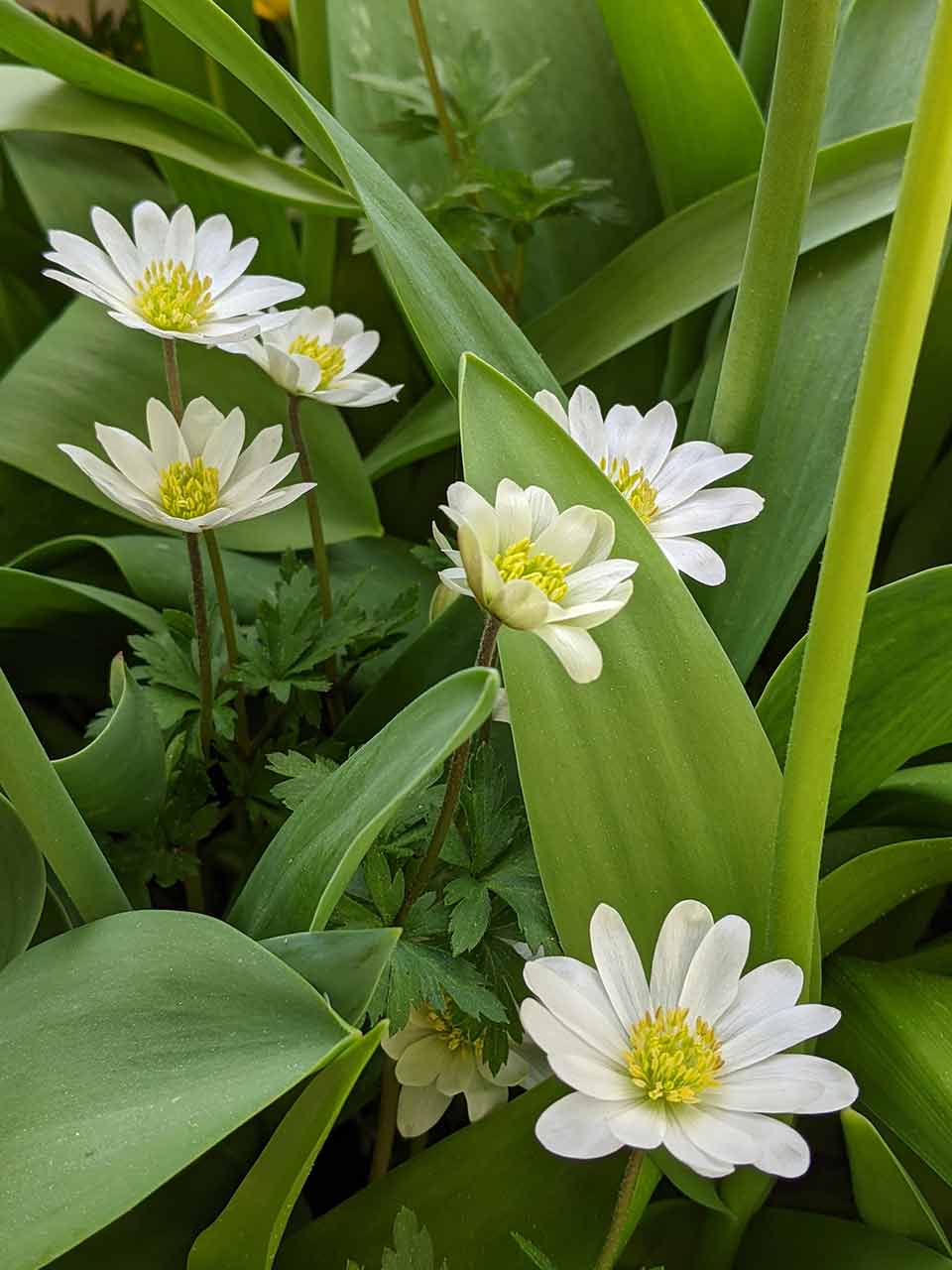 Blumenzwiebel-Kollektion Folklore Tim