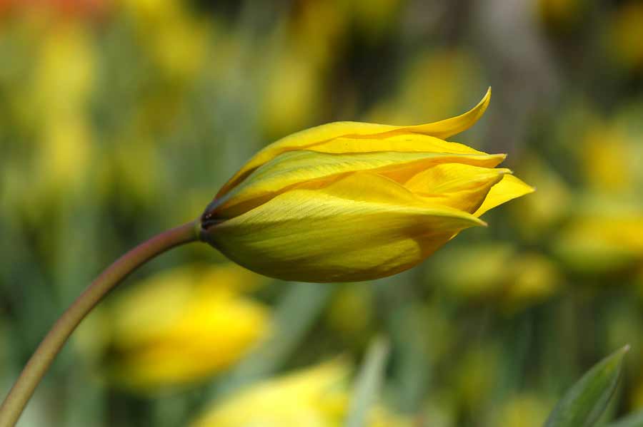 Tulpe Sylvestris