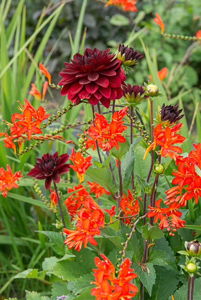 Dahlie Arabian Night