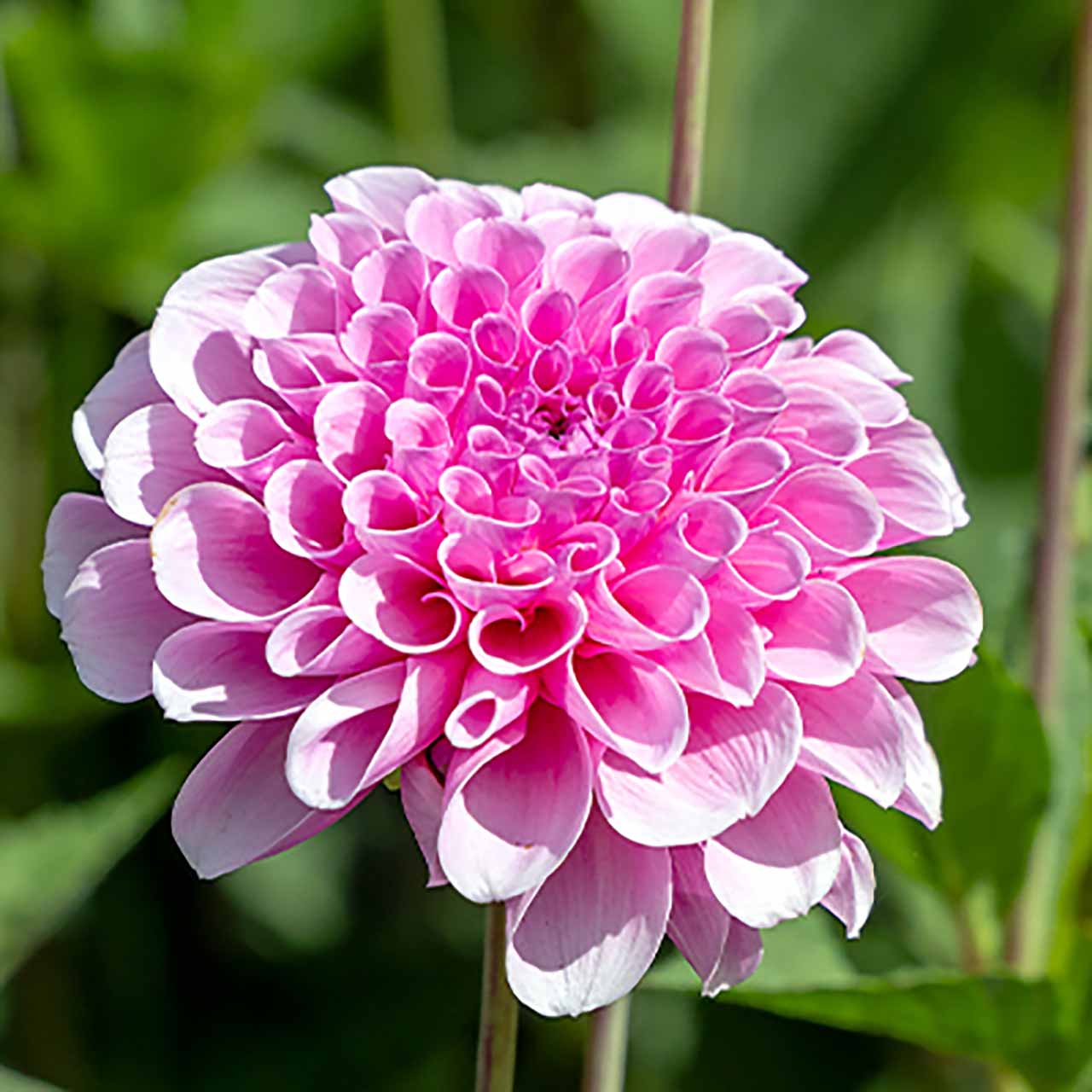 Dahlien-Mischung Pink Love