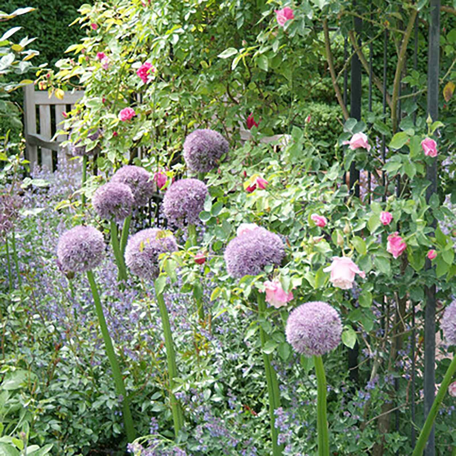 Allium Hix Excellency