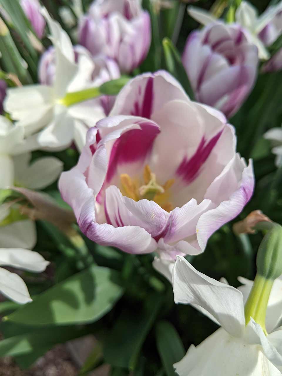 Blumenzwiebel-Kollektion Folk Story