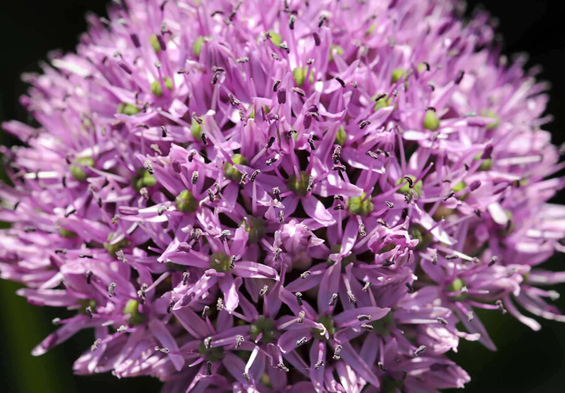 Allium Gladiator