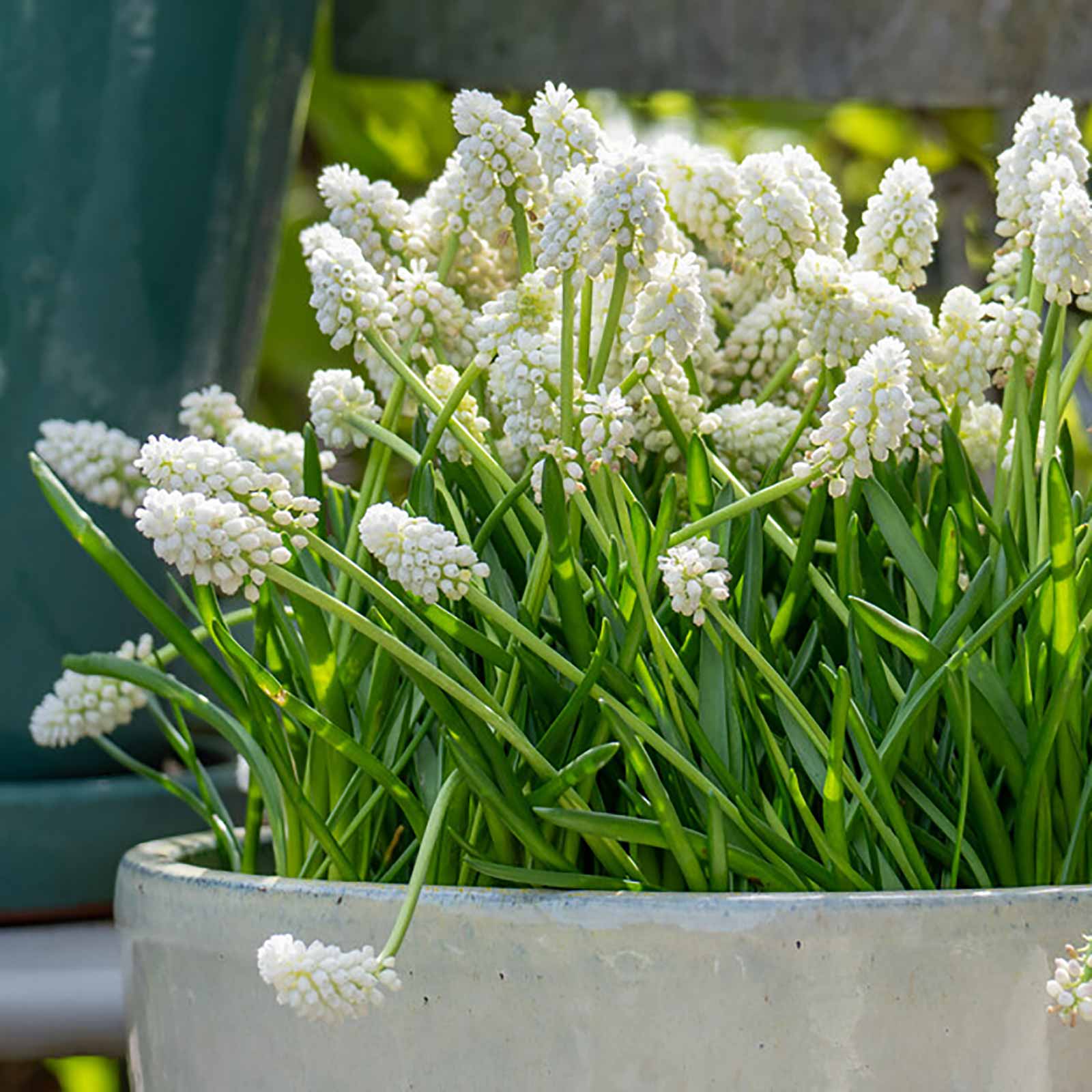 Traubenhyazinthe weiß