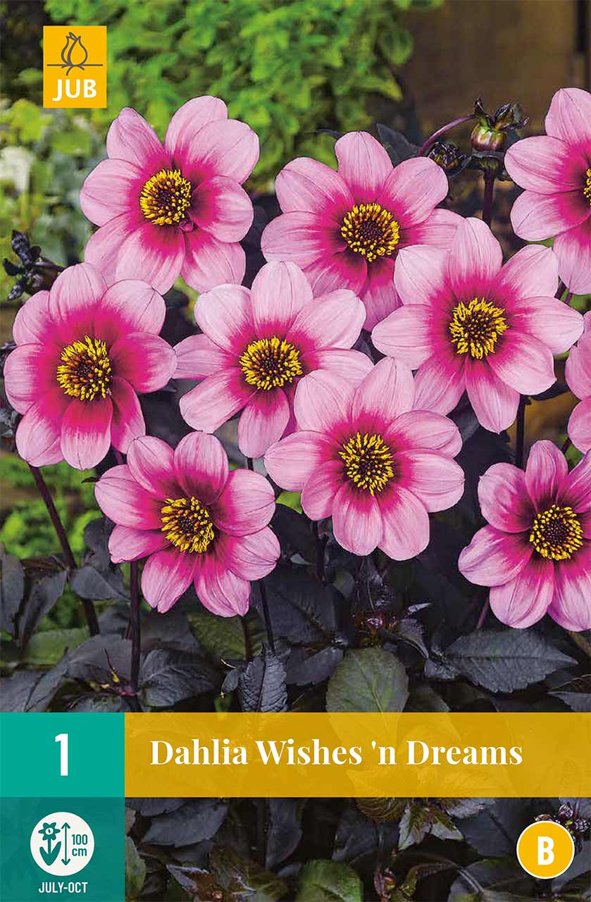 Dahlien Wishes N Dreams