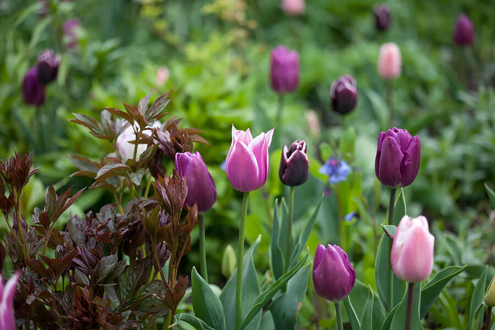 Blumenzwiebel Kollektion Blueberry Mix