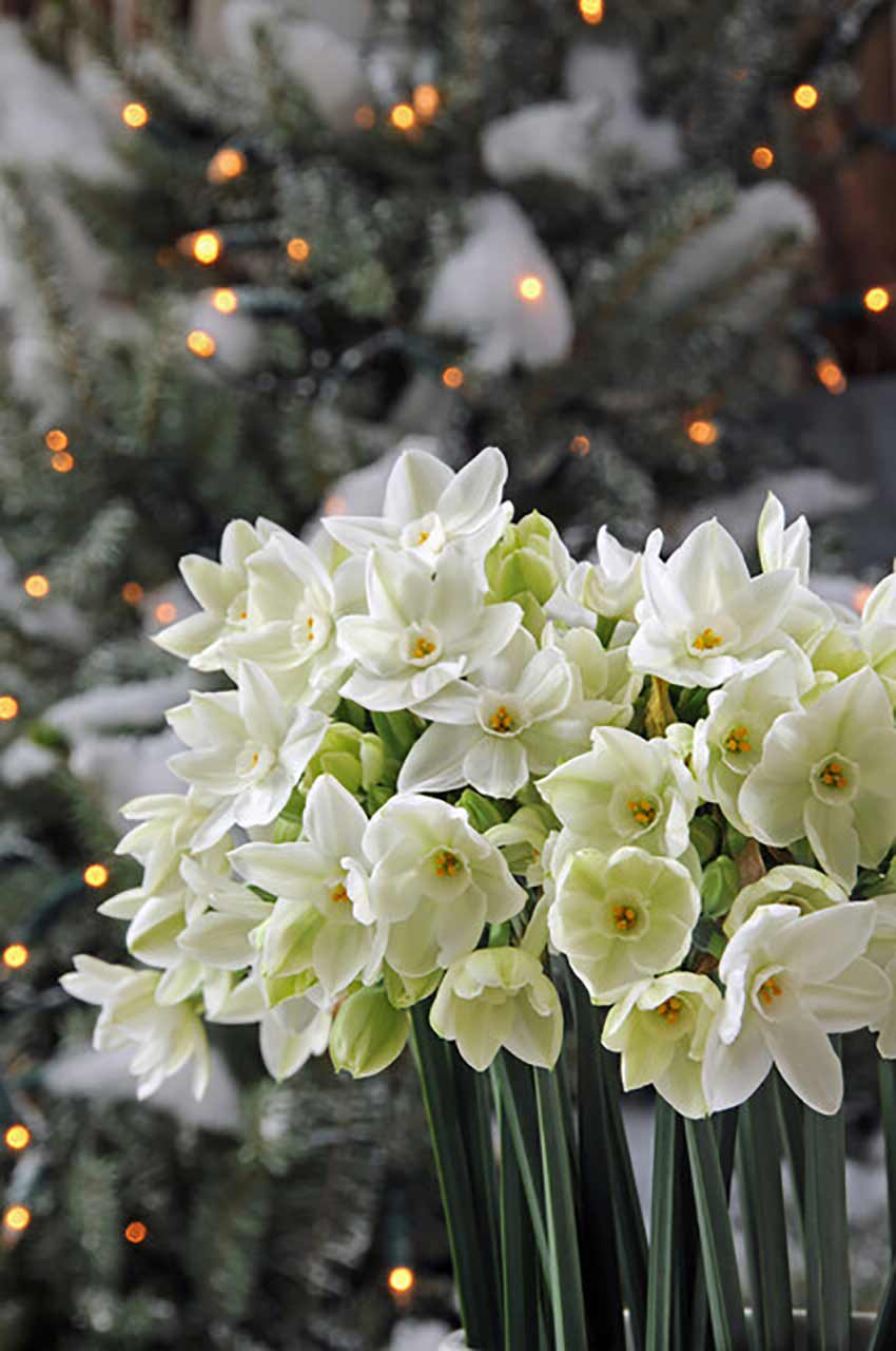 Zimmernarzisse Paperwhite