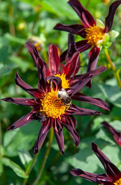 Dahlie Verrone's Obsidian