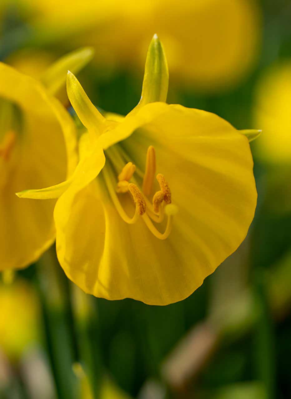 Narzisse Golden Bells