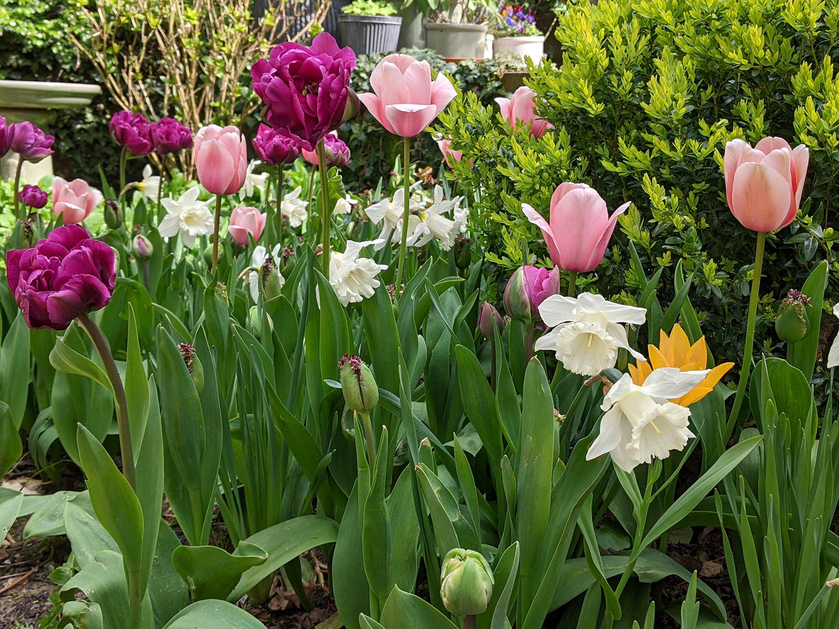 Tulpe Salmon Impression