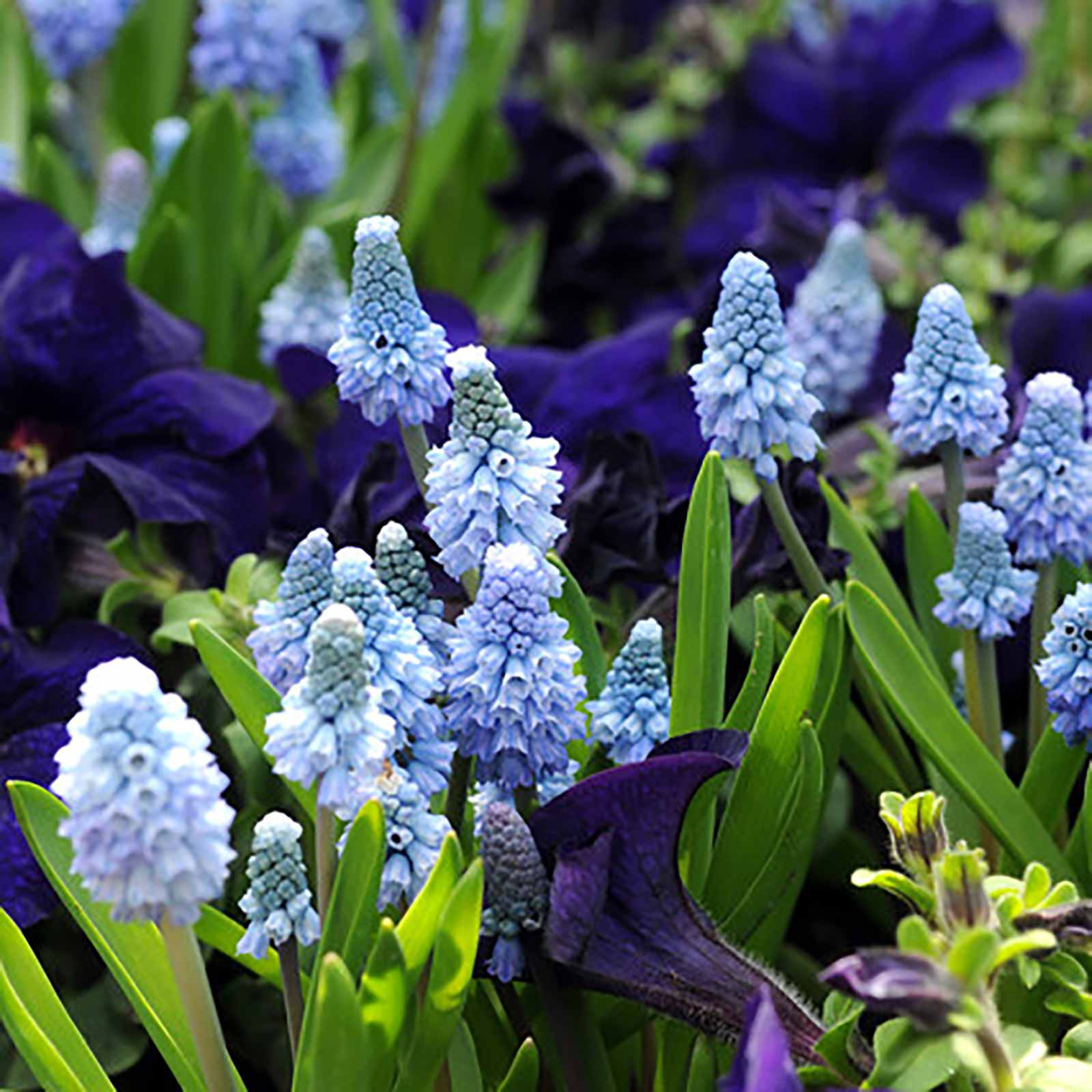 Muscari azureum
