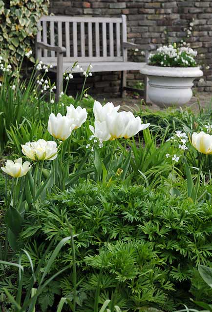 Tulpe Exotic Emperor