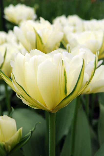 Tulpe Exotic Emperor