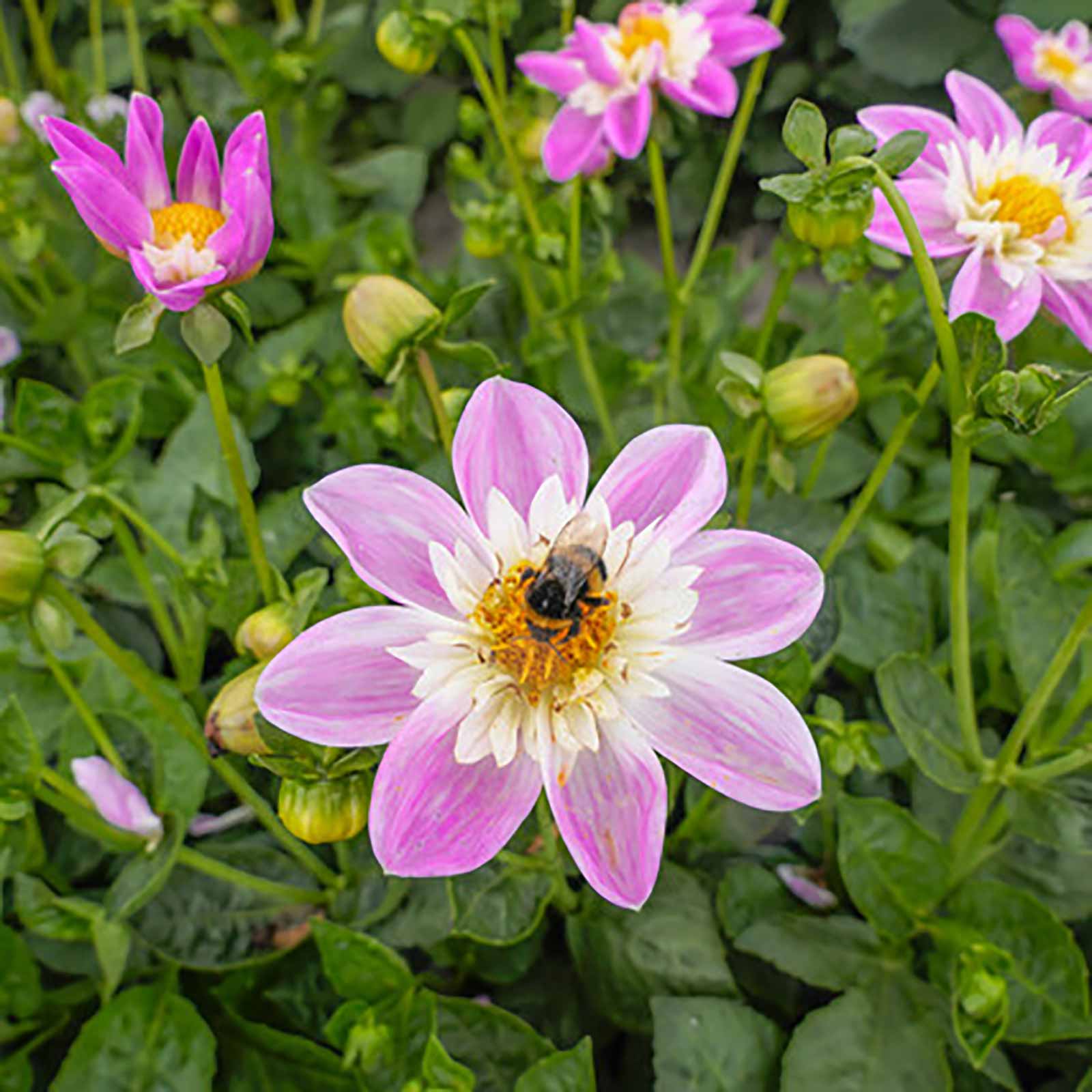 Dahlien Collektion Butterfly Garden Honey