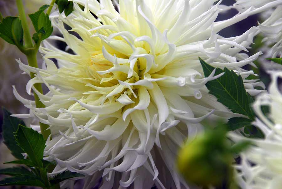 Dahlie Tsuki Yori No Shisha