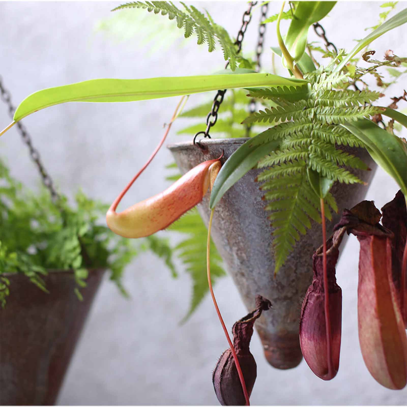 Hängetopf Abari Tapered Hanging Planter