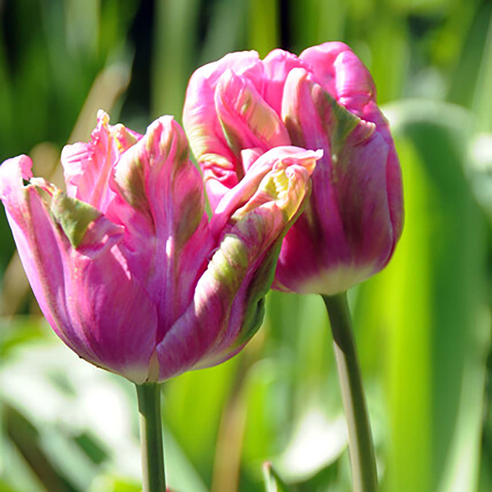 Tulpe »Groenland«