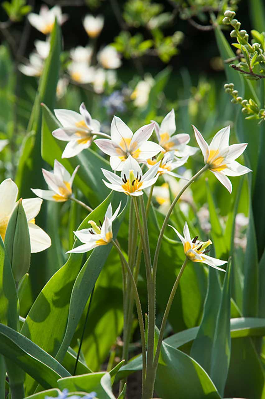 Turkestanische Tulpe