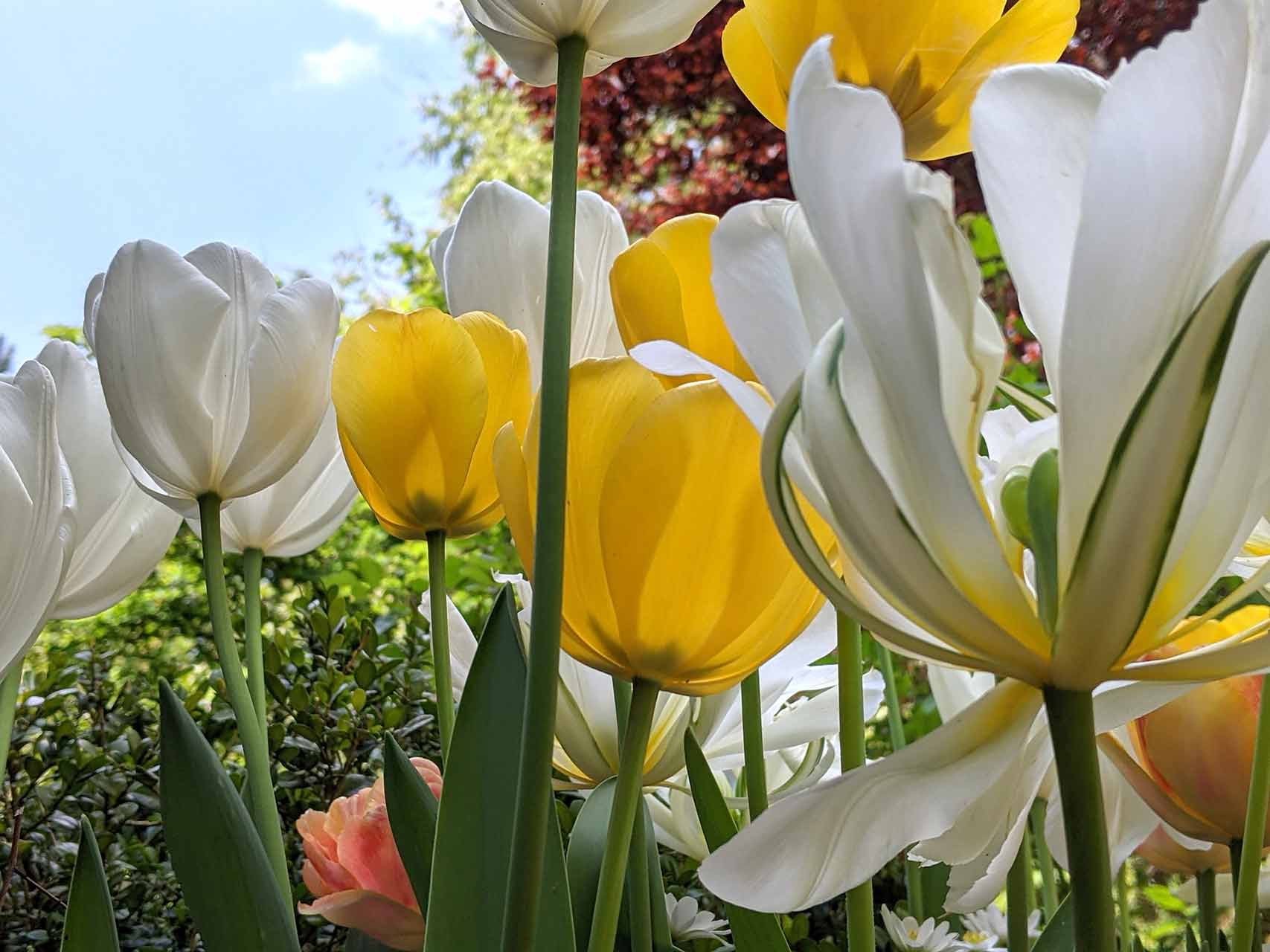 Blumenzwiebel-Kollektion Folklore Tim
