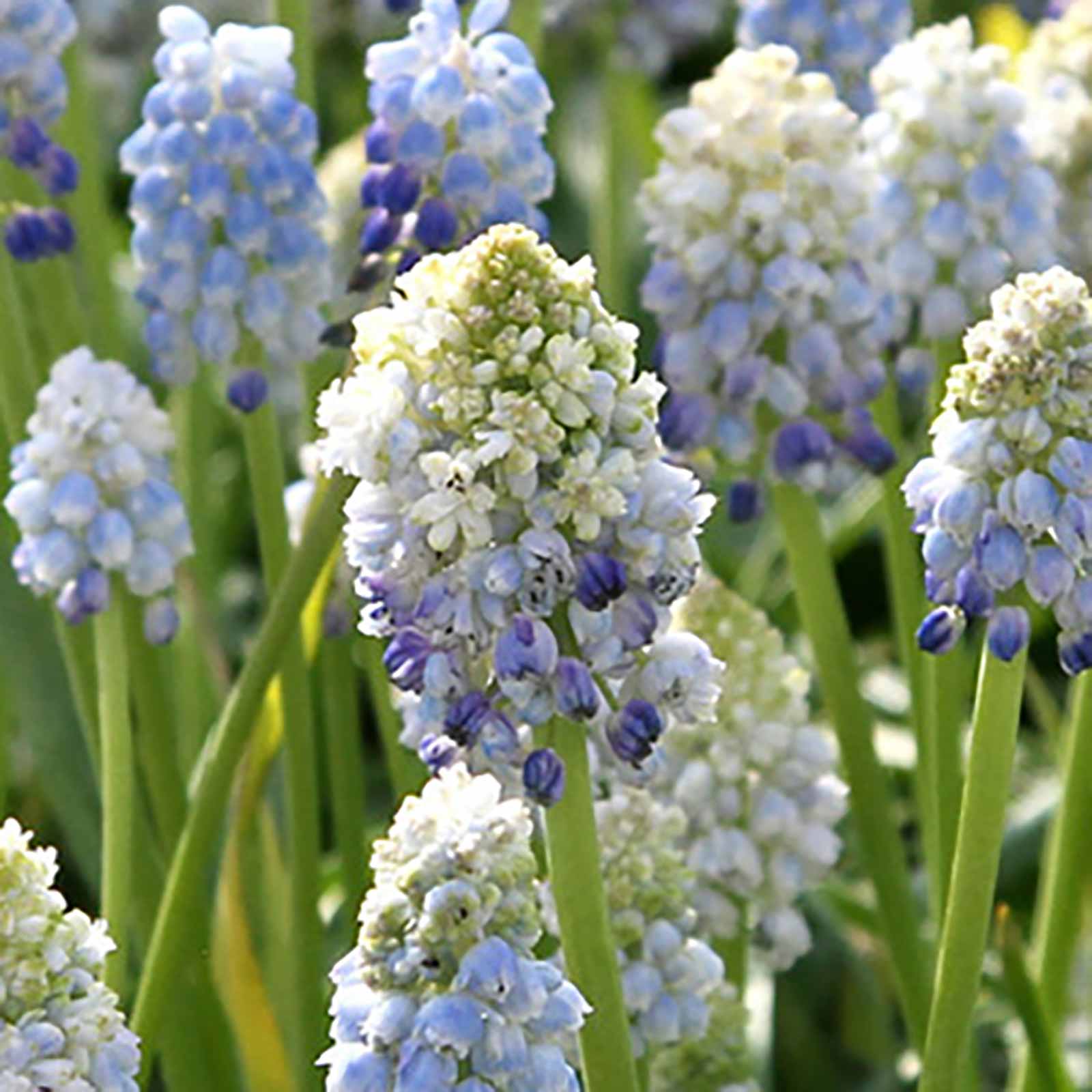 Gefüllte Traubenhyazinthe Natures Beauty