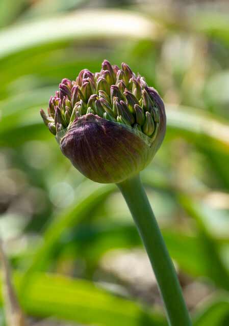 Allium atropurpureum