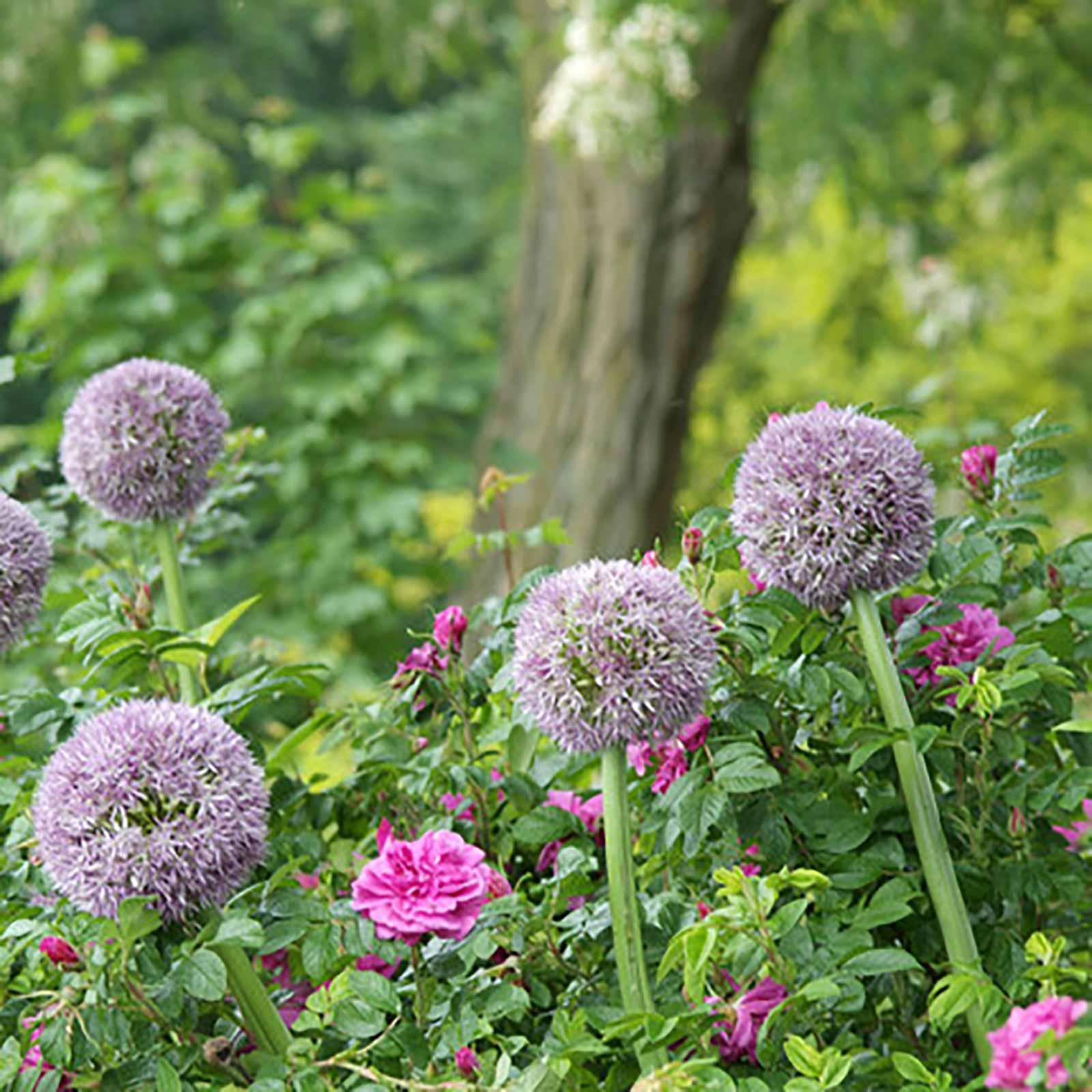 Allium Hix Excellency