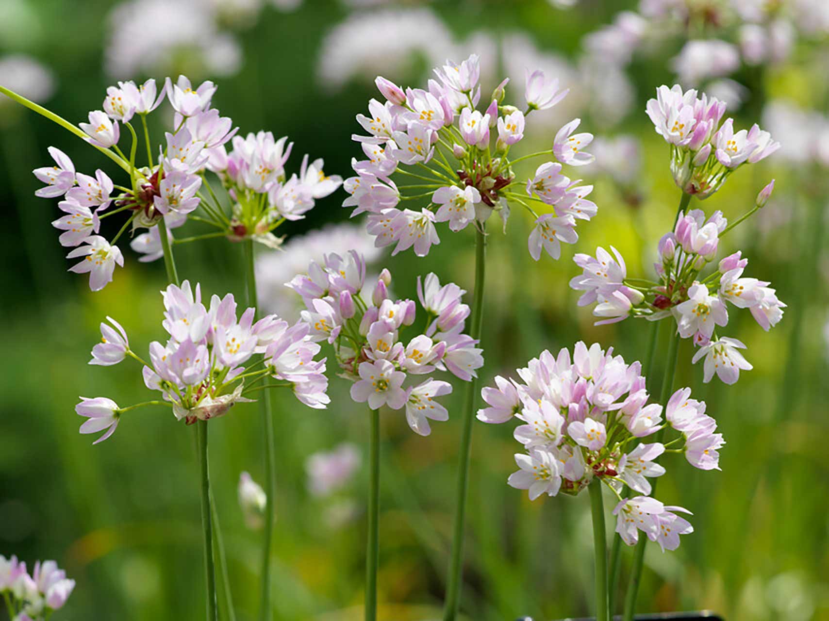 Allium roseum